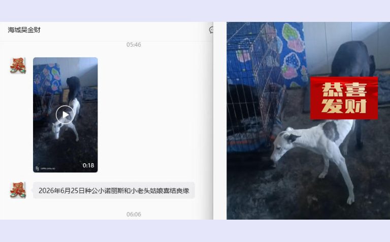 YY注册格力犬：小诺里斯 900215000738195与非格力犬的相亲信息