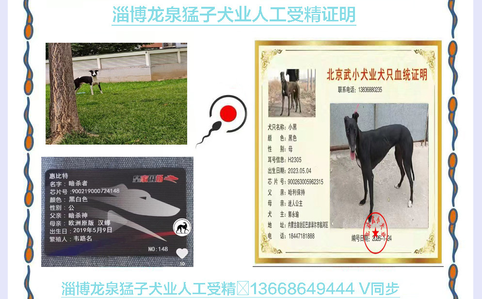 YY注册格力犬小黑 900263005962315与非格力犬的相亲记录