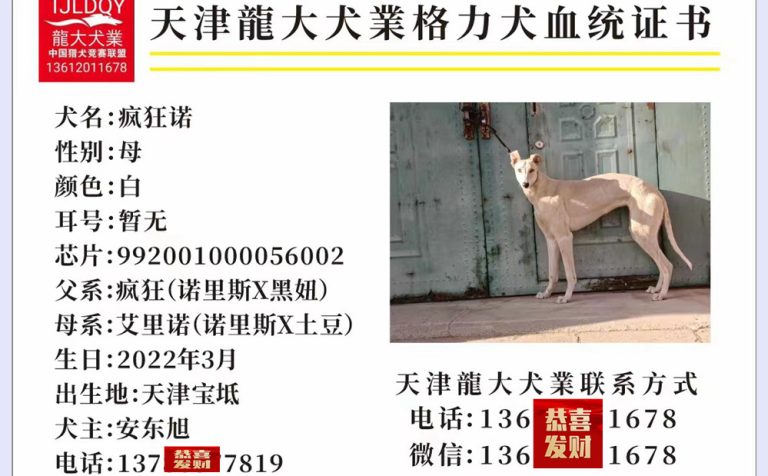 YY注册格力犬疯狂诺 992001000056002与其他视猎犬的配种信息