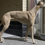 YY注册格力犬：图图 988000001880445相亲信息记录