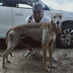 YY注册格力犬：美国飞鹰 Atascocita Hawk，124B 65573，美国黄与非格力犬的相亲记录
