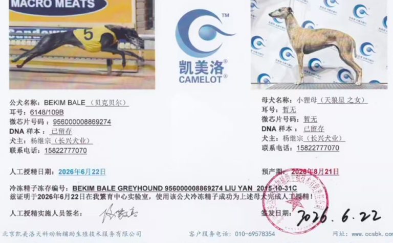 YY注册格力犬：贝克贝尔 Bekim Bale，956000008869274，6148 109B与非格力犬的相亲纪录