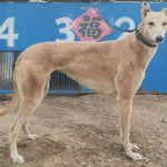 YY注册格力犬：大黄 900155000018949与非格力犬的相亲记录