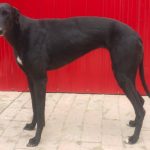YY注册格力犬：奇怪的尼克 990000010039302与其他视猎犬的配种记录
