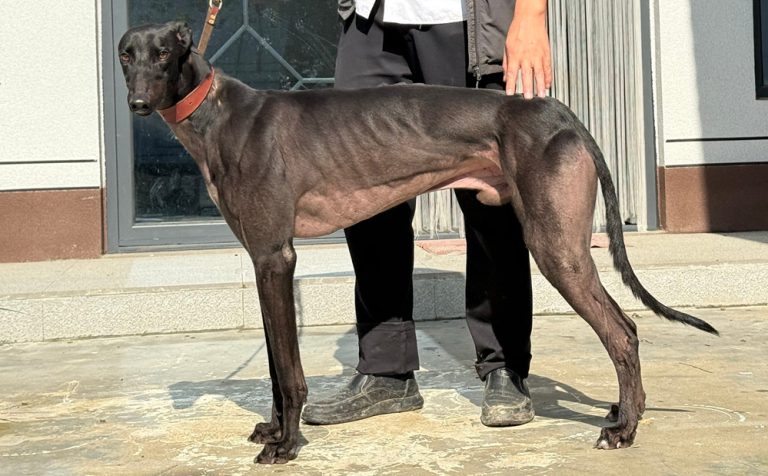 YY注册格力犬：洋辣子 900263002336418与非格力犬的相亲记录