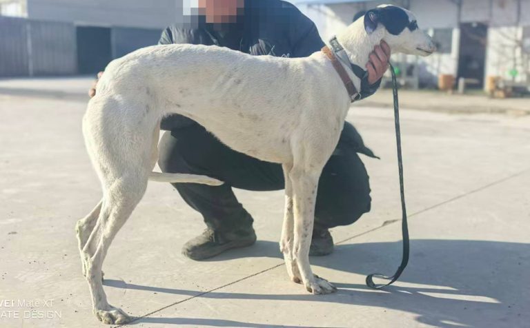 YY注册格力犬：海盗 900255002735248与非格力犬的相亲记录