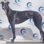 YY注册格力犬：莎士比亚 900111880715226，AWTHJWC与非格力犬的相亲信息
