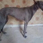 YY注册格力犬：蓝妃 990000011177313与其他视猎犬的配种记录