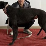 YY注册格力犬：蜂牛公主 990000006890743，0021S与非格力犬的相亲记录