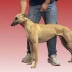 辛巴 dog3433