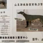 YY注册格力犬：迷人的黑妮 900023069145932与非格力犬的相亲记录