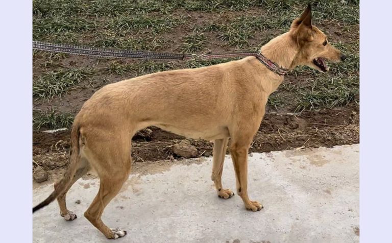 YY注册格力犬：金豆 156111110094497，J87G与非格力犬的相亲记录
