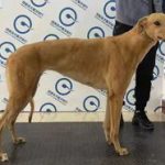 YY注册格力犬：黄黄 900115001743835，900168801064479与非格力犬的相亲记录
