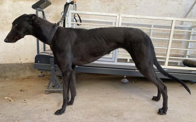 YY注册格力犬：黑王 900023069145937与非格力犬的相亲记录