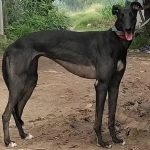 YY注册格力犬：黑色美女 900128001225818与非格力犬的相亲记录