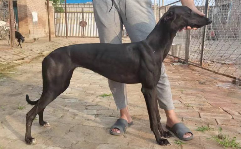 YY注册格力犬：黑鲨 900219000207643，S5598110N与非格力犬的相亲记录