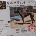 YY注册格力犬：灰姑娘 990000009293832与其他视猎犬的相亲记录