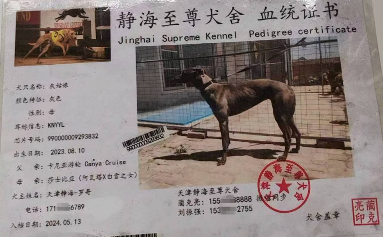 YY注册格力犬：灰姑娘 990000009293832与其他视猎犬的相亲记录