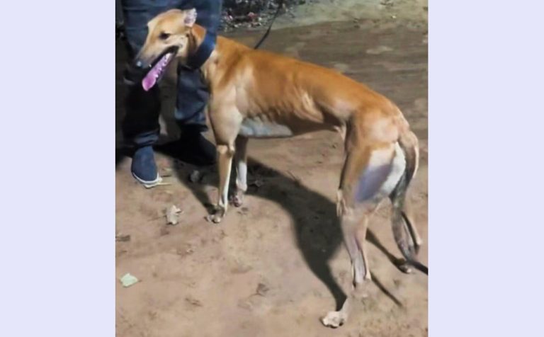 YY注册格力犬：大托尼 900215000617916与其他视猎犬的配种记录