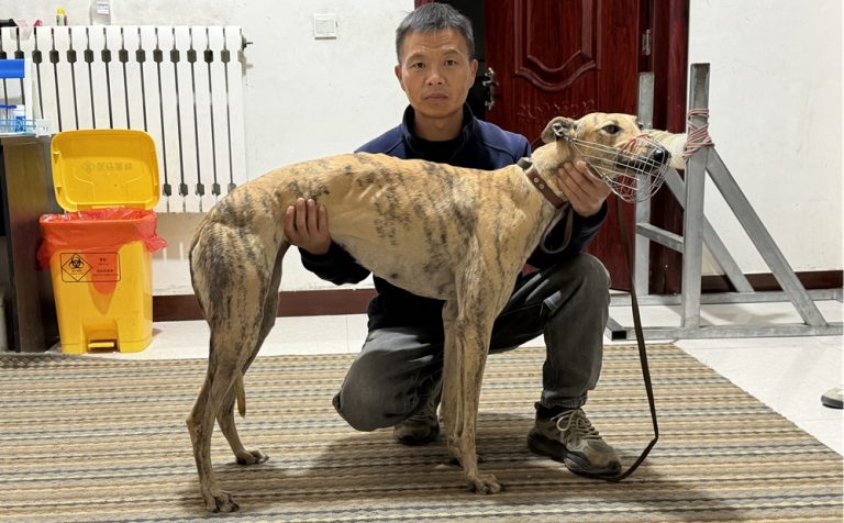 YY注册格力犬：精灵公主 900202209266819于其他视猎犬的配种信息