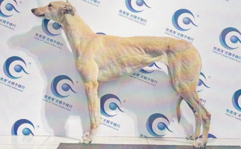 YY注册格力犬：金刚钻 988000001880469与其他视猎犬的配种记录