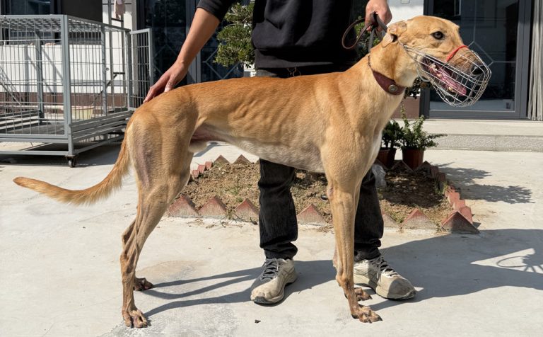 YY注册格力犬：金狐战士 900219002829067与其他视猎犬的配种记录