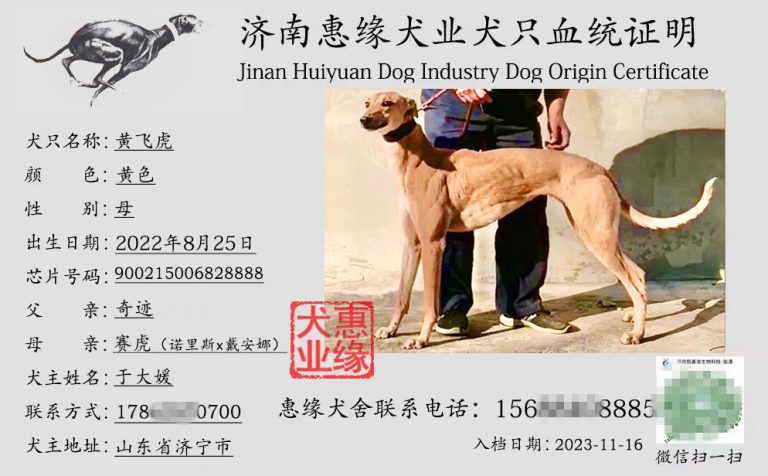 YY注册格力犬：黄飞虎 900215006828888与其他视猎犬的配种记录